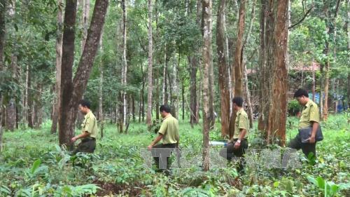 Tây Nguyên đặt mục tiêu hoàn thành trồng mới hơn 12.500 ha rừng 